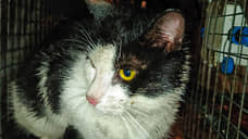 Волонтеры вытащили застрявшего кота из щели на набережной канала Грибоедова