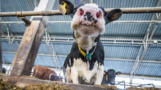 Объем валовой продукции АПК Ленобласти в 2025 году вырастет на 60 млрд рублей