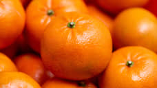 Без косточек, но с мухой: 8,6 тонн клементинов из Марокко не пустили в Петербург