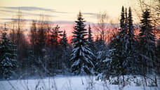 В Ленобласти опубликовали координаты мест, где законно рубить ели к Новому году