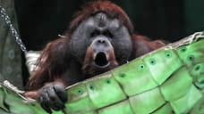 Новый зоопарк в Петербурге появится не раньше 2030 года