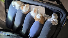 Таможенники обнаружили в Псковской области пять голубей в носках