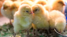 Предприятие Ленобласти лишилось декларации из-за курицы в продукте из свинины