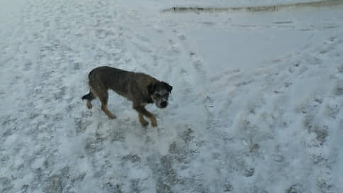 Чиновницу из Псковской области уволили после скандала с выброшенными собаками