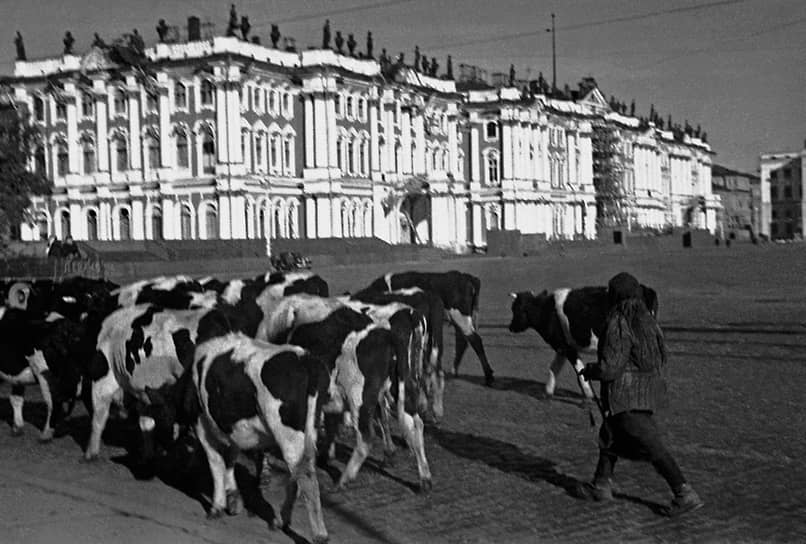 Сентябрь 1941 г. Скот, угоняемый колхозниками из прифронтовых районов. Площадь Урицкого (Дворцовая площадь)