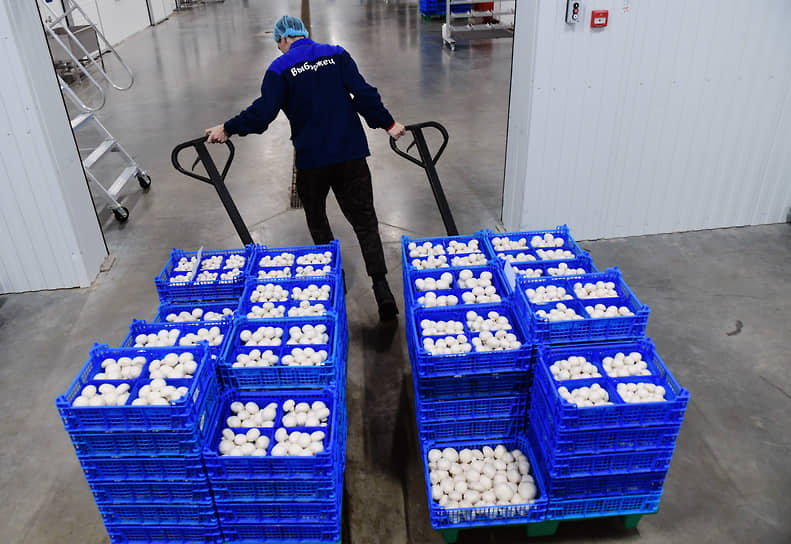 По всей стране, по данным журнала «Школа грибоводства», объем промышленного выращивания шампиньонов за прошлый год вырос на девять процентов и составил 146,2 тыс. тонны