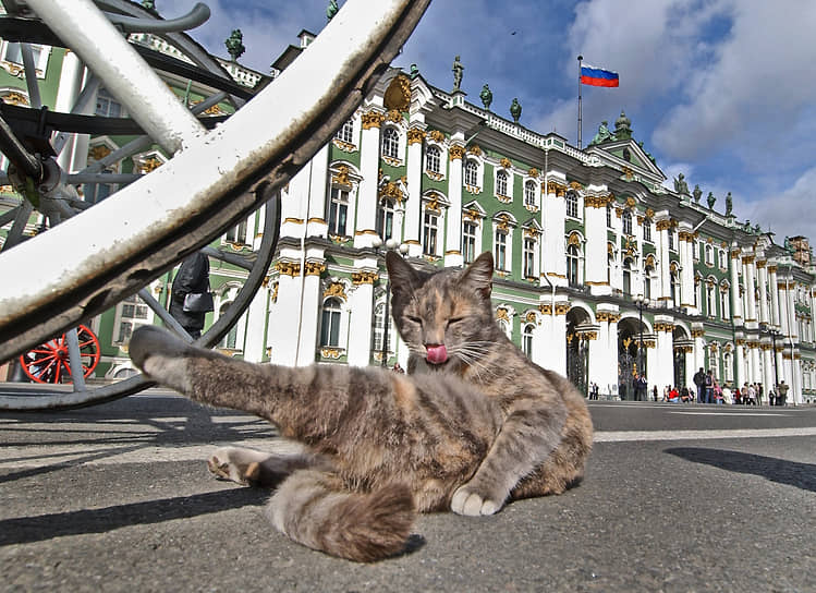 Один из эрмитажных котов на Дворцовой площади