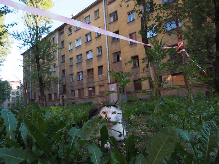 Черно-белый кот возле Кондратьевского жилмассива, в котором уже несколько лет идет капитальный ремонт