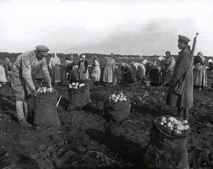 Крестьяне собирают картофель под наблюдением вооруженной охраны в 1918 году