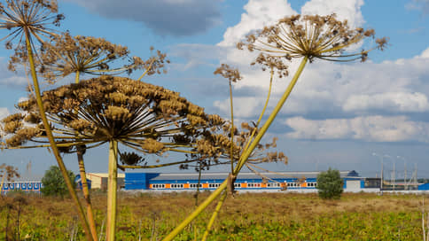 Ленобласть готовится к масштабной очистке от борщевика // Власти региона обещают существенное увеличение финансирования на борьбу с инвазивными растениями