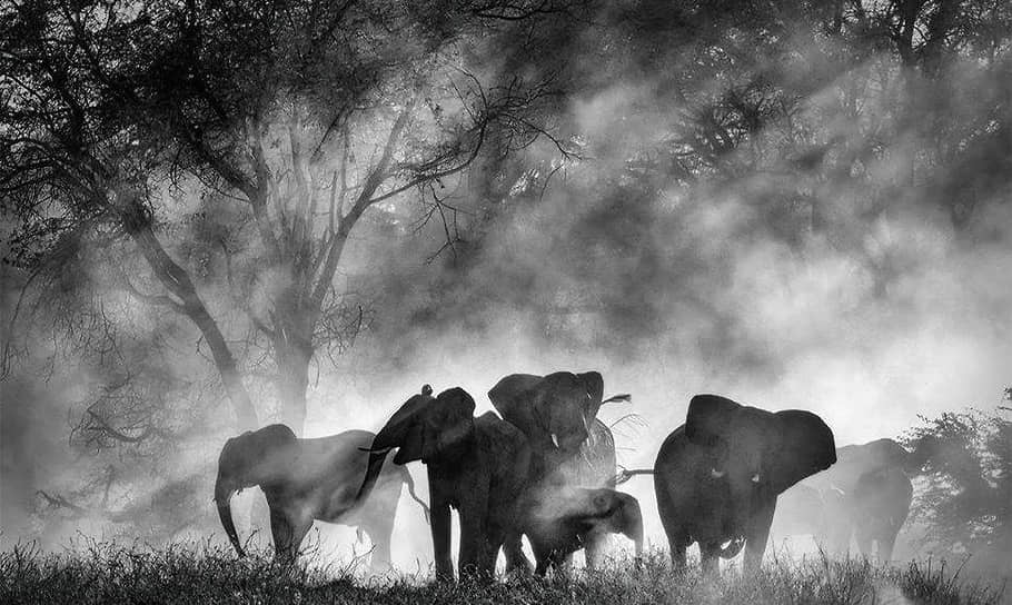 Кадр из фильма «Слоны-призраки» / Ghost Elephants