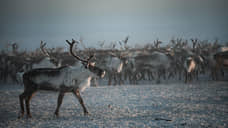 Петербургских журналистов и блогеров поманили Арктикой