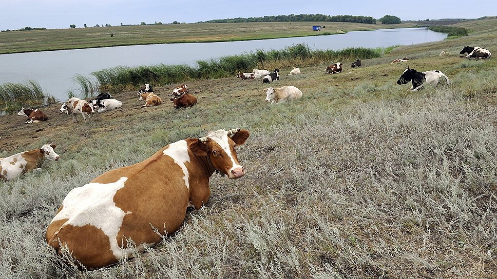 В регионе молочным животноводством занимаются 173 хозяйства, из них племенных — 67