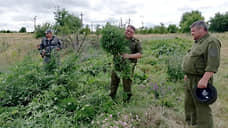 В Ростовской области казаки ликвидировали 200 тыс. кустов дикорастущей конопли