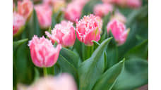 В 2024 году в Ростове планируют высадить более 1,5 млн тюльпанов