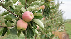 Союз «Садоводы Кубани» выступил против импорта яблок