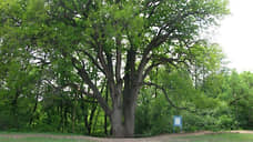 Вешенский дуб стал деревом года в России