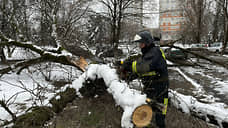 В Ростове из-за снегопада упали 207 деревьев