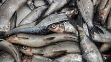 Под Таганрогом обнаружили нелегальную рыбную продукцию на 1,9 млн рублей