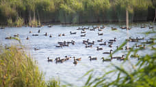 Ростовская область продолжает программу расселения водоплавающих птиц