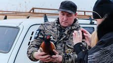 В Белокалитвинском районе выпустили 200 особей фазана