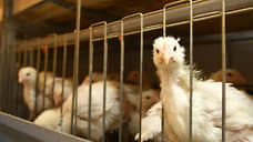 ОАЭ сместили Китай с позиции главного импортера птицы из Ростовской области