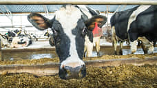 На Дону суд запретил двум производителям выпускать молочную продукцию