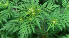 В Ростове в 85 тоннах подсолнечника нашли семена амброзии полыннолистной