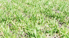 В Куйбышевском районе выявили незаконное применение пестицидов на посевах озимых