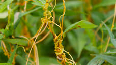 В Ростовской области установили карантин из-за очага повилики