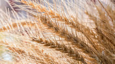 Экспорт зерна стал убыточным для донских операторов в 2025 году