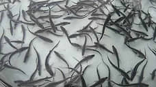 АзНИИРХ: численность осетровых в Ростовской области начала восстанавливаться