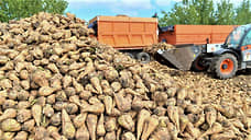 Ростовская область сократила производство сахарной свеклы в 2,1 раза в 2025 году