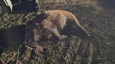 Ущерб от охоты на диких кабанов в Ростовской области превысил 1 млн рублей