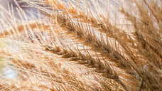 В Ростовской области зафиксировали более 100 нарушений декларирования зерна