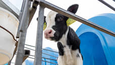 Донской агрохолдинг вошел в рейтинг лучших российских молочных производств