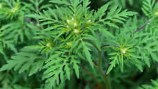 На Дону владельцев заброшенных сельхозземель оштрафовали на 15,1 млн рублей