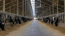 На Дону животноводческое производство увеличилось на 5%