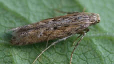 На Дону на 1,4 тысяче гектаров упразднили карантин по плодожорке и моли