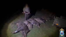 На Дону задержали браконьера с восемью тушами диких кабанов