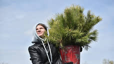 В Новочеркасске проголосовали за посадку сосен на Платовском проспекте