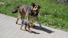 В Ростове после нападения собак возбуждено уголовное дело о халатности