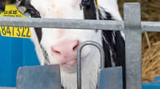 Ростовская область экспортировала 25,8 тонн продукции в Абхазию