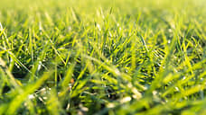 Песчанокопский предприниматель обработал пшеницу просроченным пестицидом