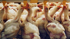 В Ростовской области власти ищут инвесторов для спасения птицехозяйства