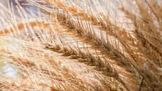 Долю южных регионов России в экспорте пшеницы ждет сокращение до 57%