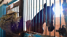 Донские власти намерены предложить ростовчанам решить судьбу ипподрома