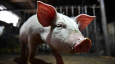 На Дону запустят завод гранулированных кормов для свиней