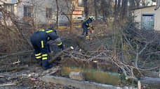 В семи районах Ростова ветер повалил аварийные деревья