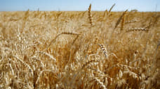 Спрос на сельхозпродукцию Дона растет на внутренних и зарубежных рынках
